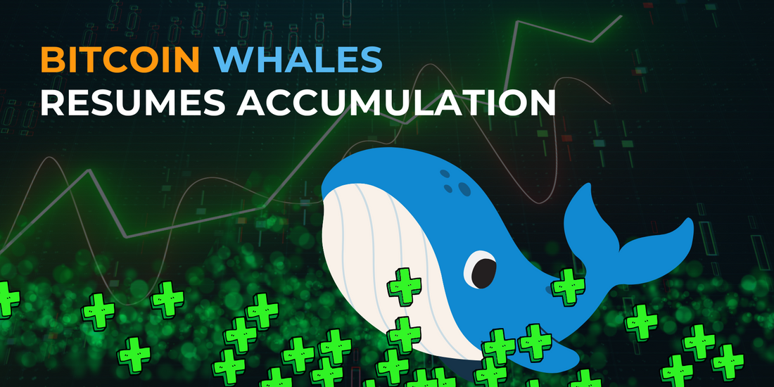 Bitcoin Whales Resume Deep Accumulation After January Pause