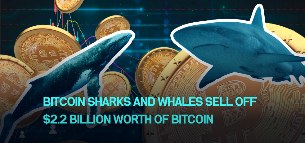 Bitcoin Sharks and Whales Sell Off $2.2 Billion Worth of Bitcoin