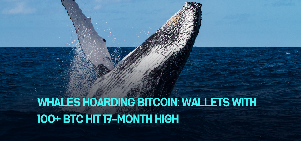 Whales hoarding Bitcoin: Wallets with 100+ BTC hit 17-month high